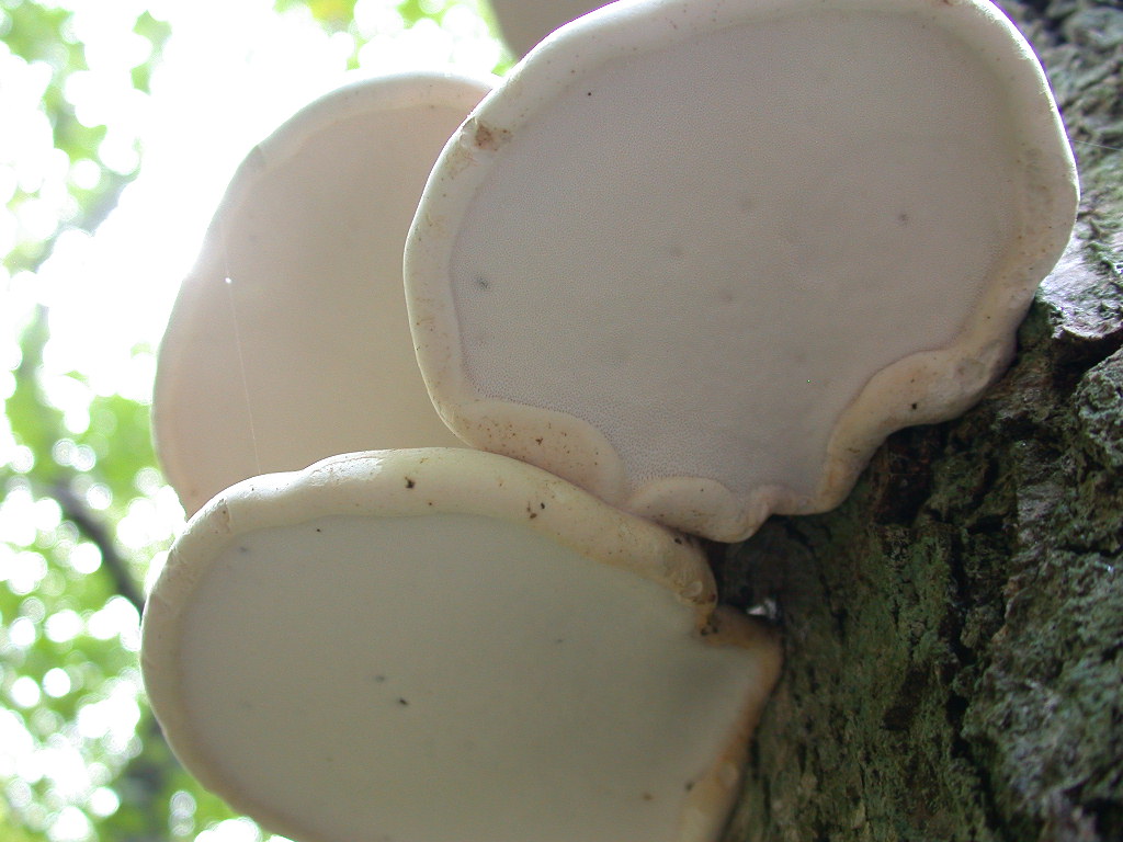 Quiz:per trovarlo ho gironzolato nelle foreste della Baviera